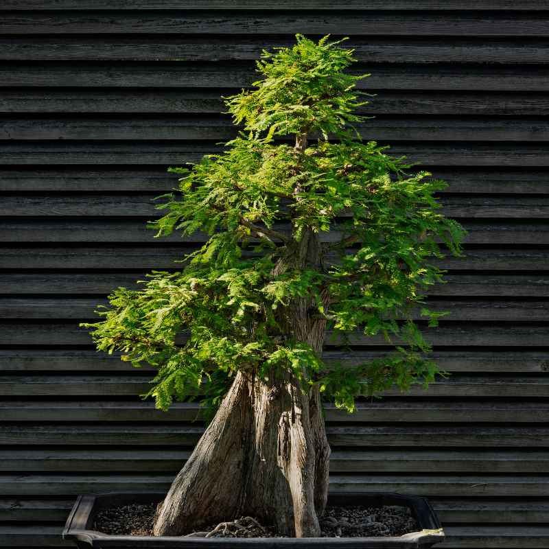 Understanding Ficus Bonsai Light Needs