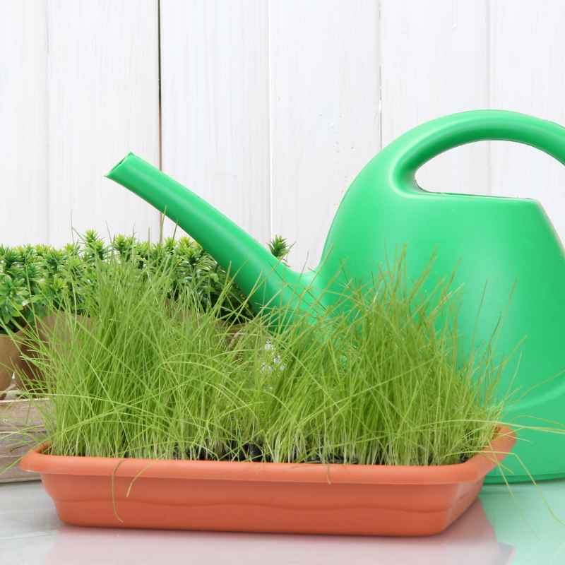 Understanding Grass Seed and Cold Weather