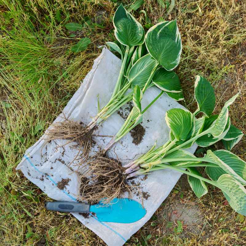 Understanding Hosta Division