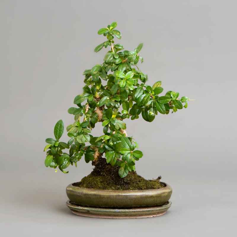 Understanding Juniper and Cypress Bonsai Needs
