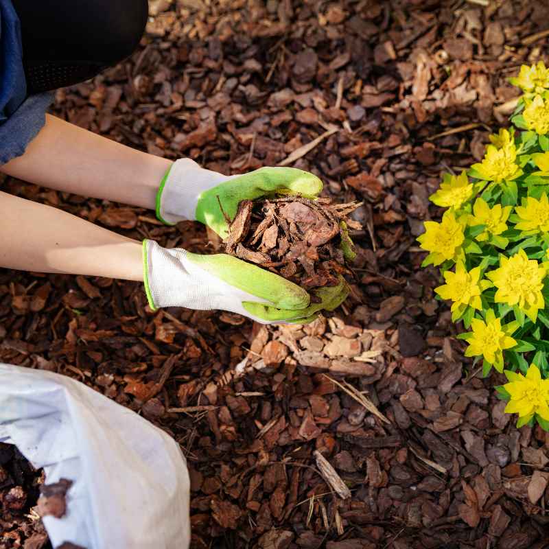 Understanding Mulch and Your Vegetable Garden