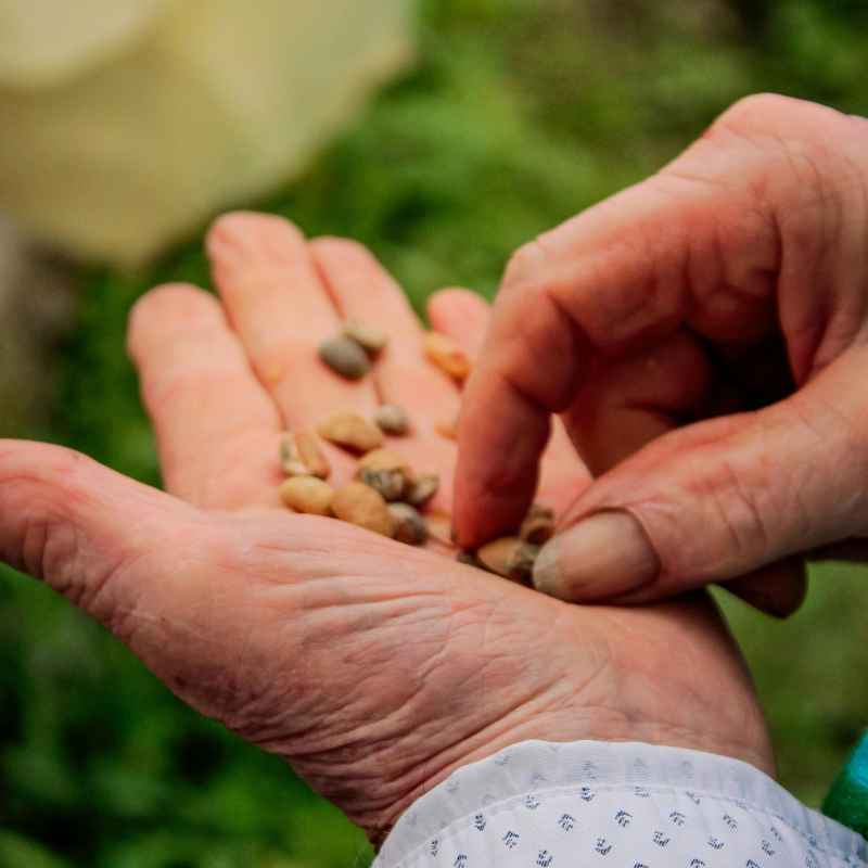 Understanding Nasturtium Seed Germination
