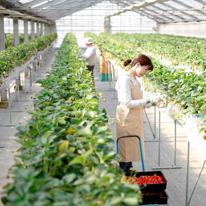Understanding Oklahoma's Commercial Growing Rules