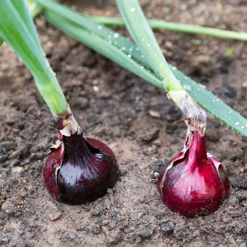 Understanding Onion Seed Formation