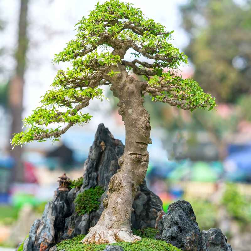 Understanding Picea Mariana Bonsai Watering Needs