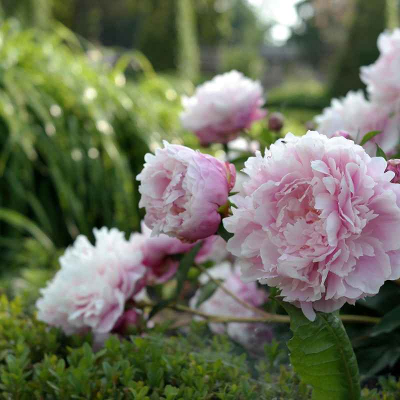 Understanding Picnic Rules at Gainesville Botanical Gardens