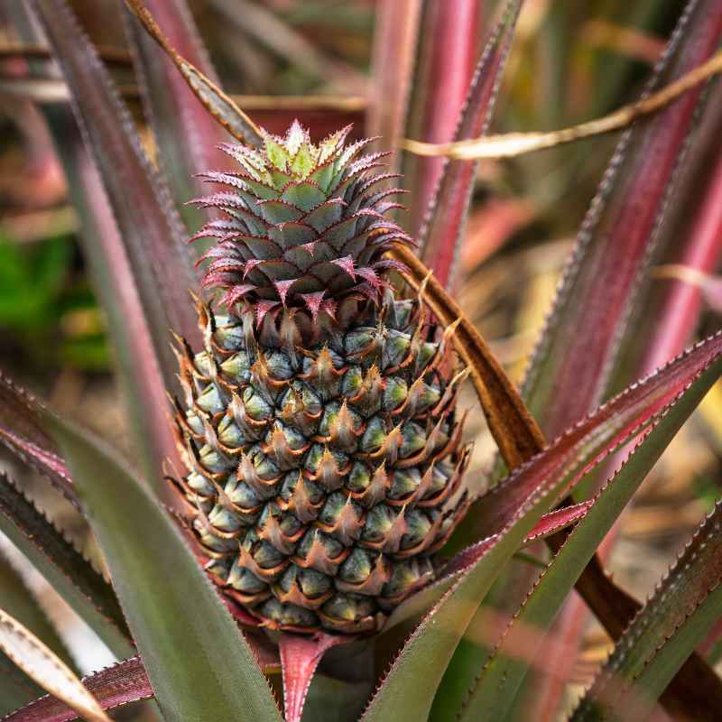 Understanding Pineapple Seeds
