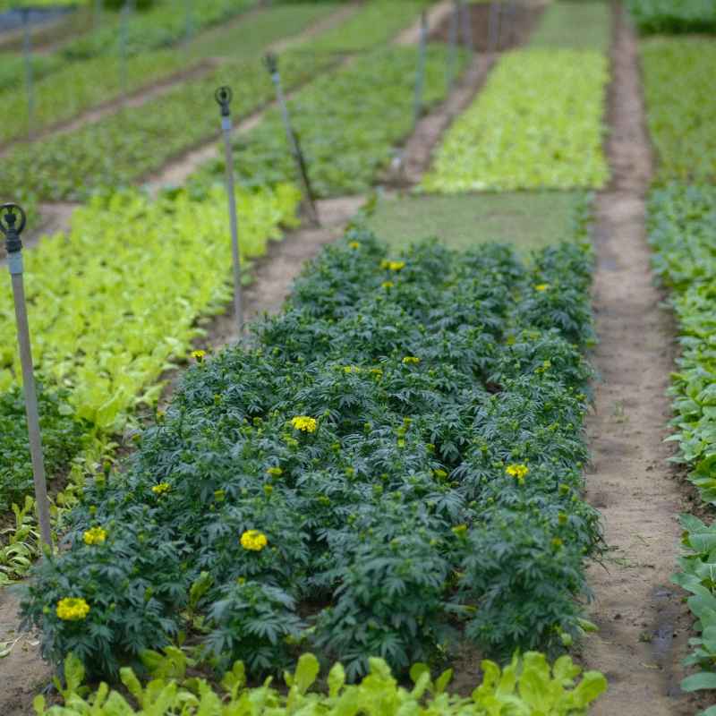 Understanding Plant Types for Your Vegetable Garden