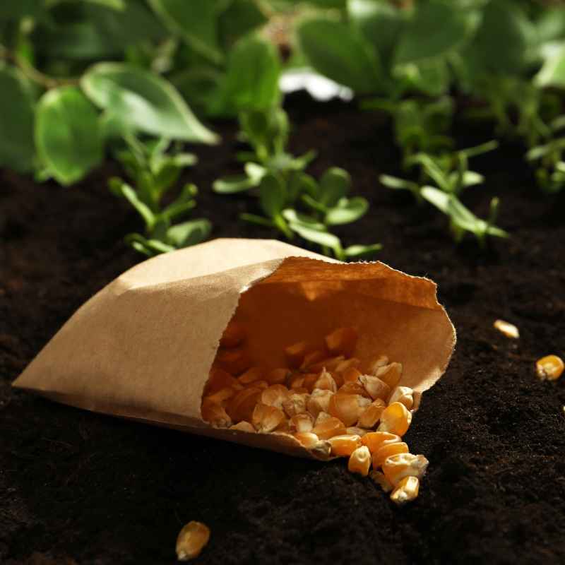 Understanding Seed Corn Coverage