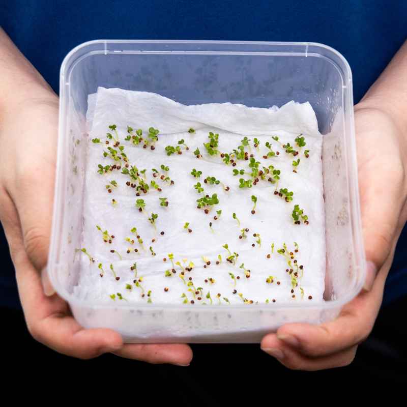 Understanding Seed Germination on Paper Towels
