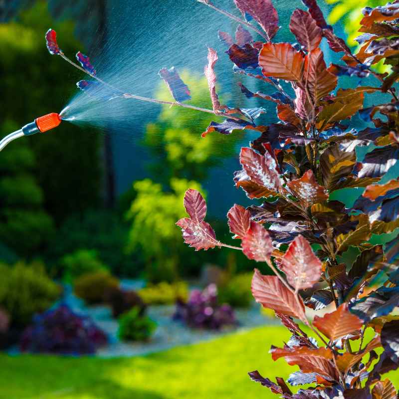 Understanding Soapy Water and Plants
