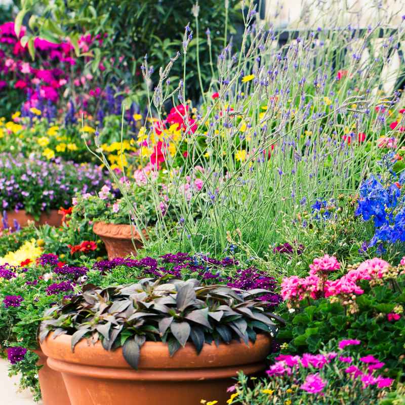 Understanding Southern Living Plants