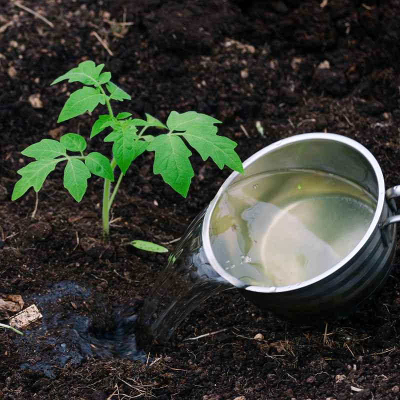 Understanding Tomato Seed Starting