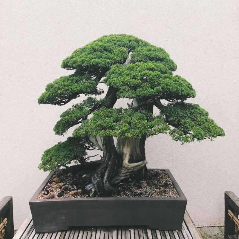 Understanding Trunk Thickening in Bonsai