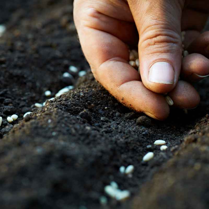 Understanding Watermelon Seeds