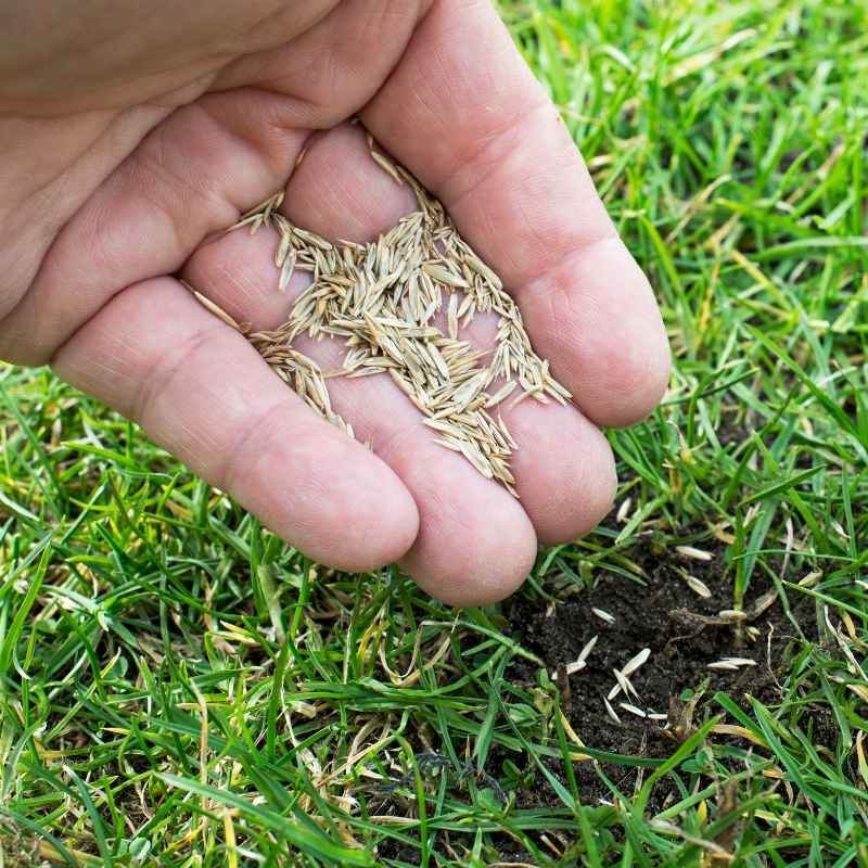 Understanding When Your New Grass Is Ready to Mow