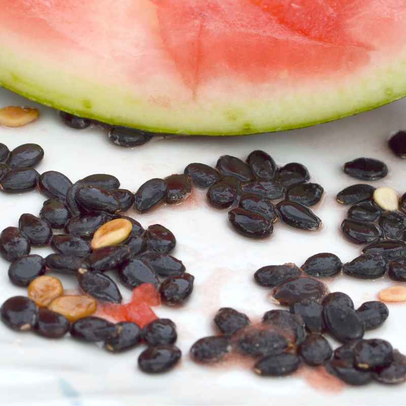 Understanding When to Plant Watermelon Seeds