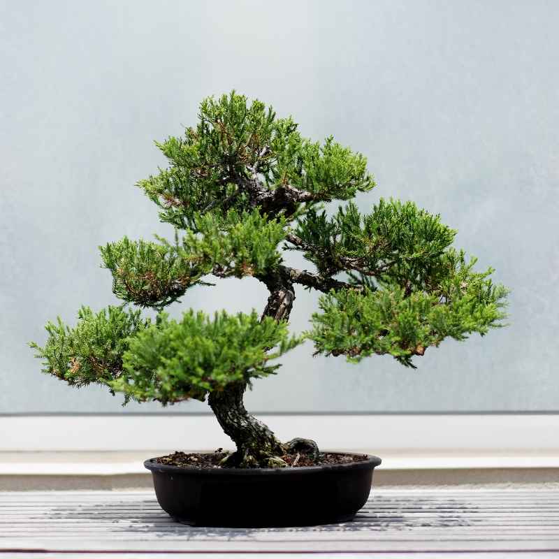 Understanding Your Dwarf Schefflera Bonsai