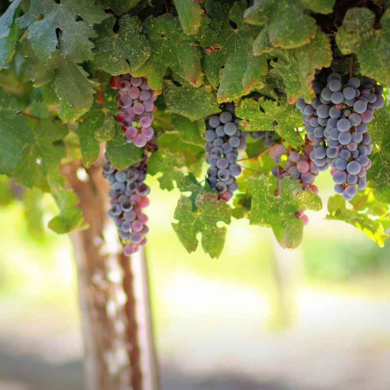 Understanding Your Grapevine's Potential