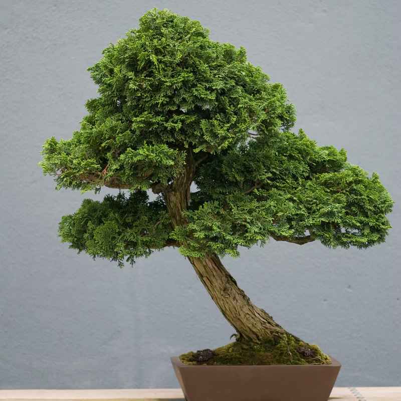 Understanding Your Kingsville Boxwood Bonsai's Needs