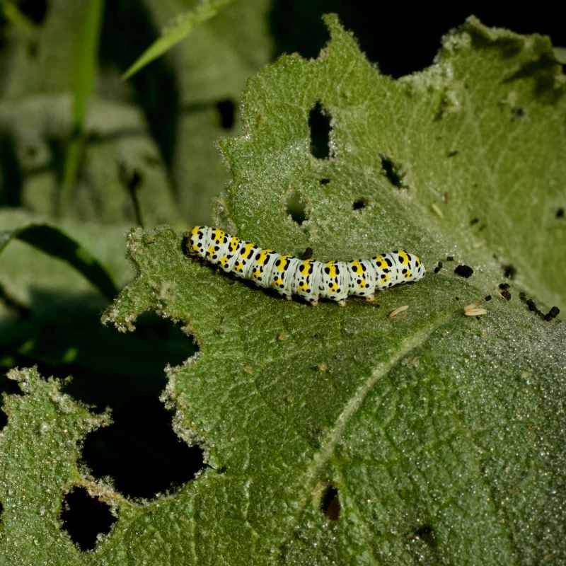 Understanding the Caterpillar Problem