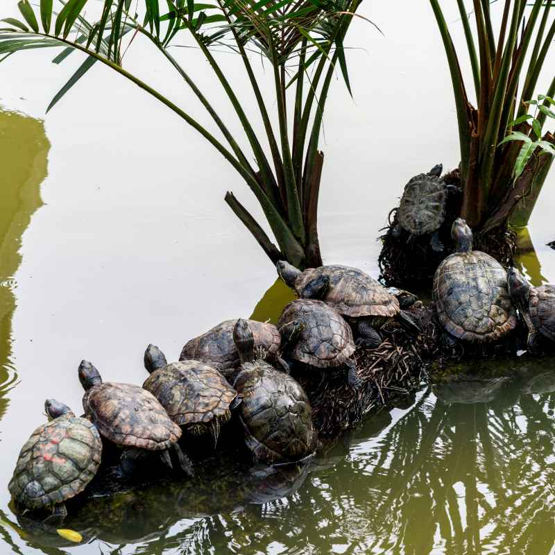 Understanding the Garden's Turtle Neighbors