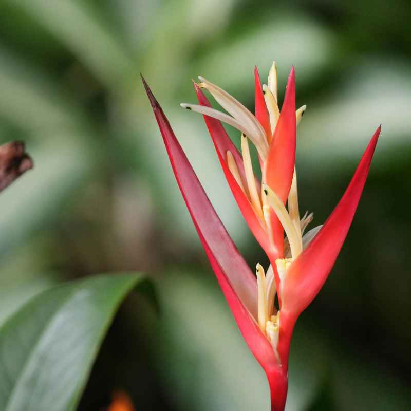 Understanding the Journey from Naalehu to the Gardens