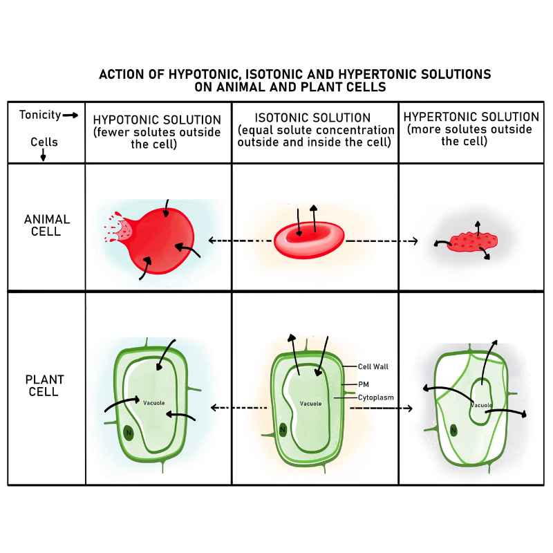 Understanding the Vacuole