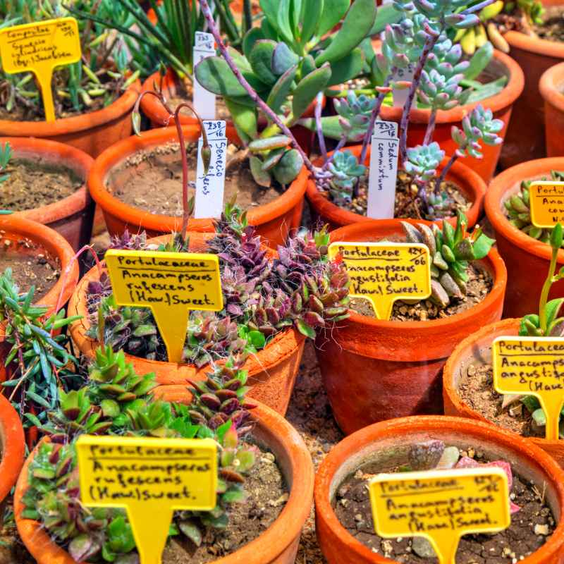 Unpacking the Plant Label