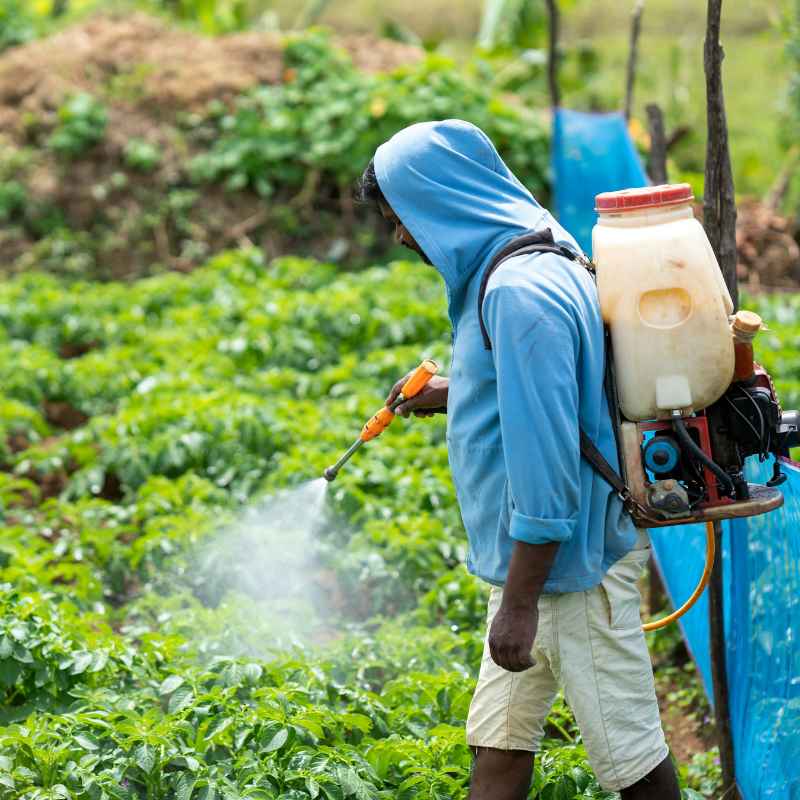 What Are Natural Insecticides?