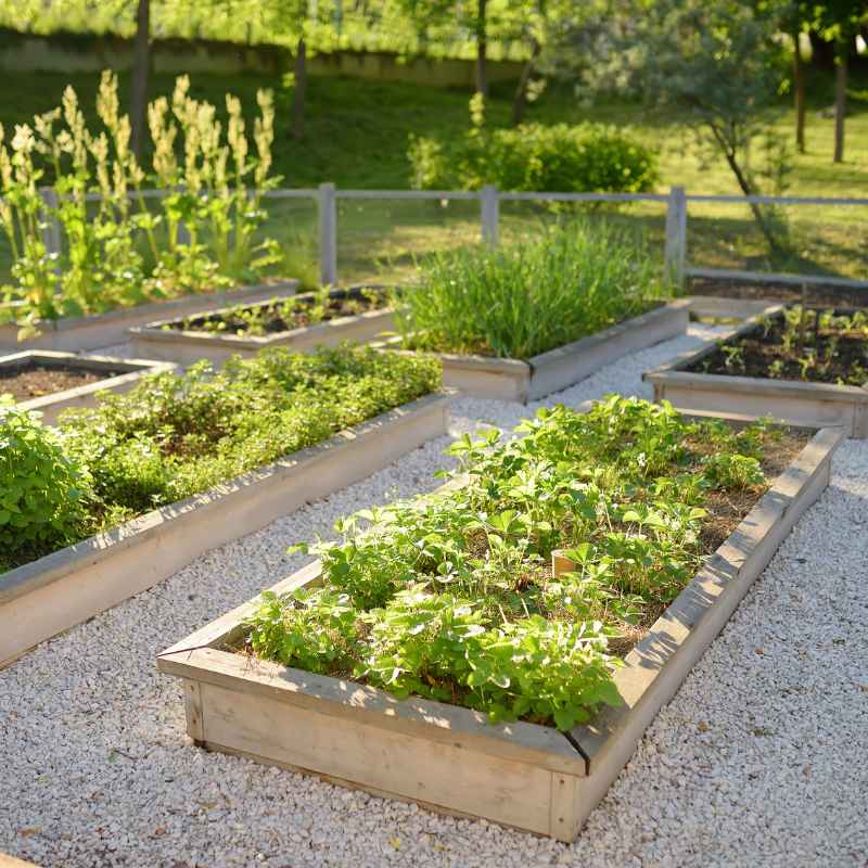 What Are Raised Vegetable Gardens?