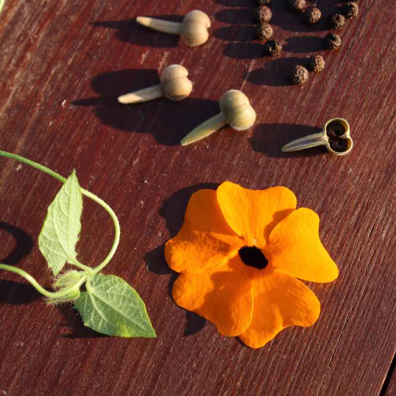 What Are the Benefits of Fall Sowing Seeds?