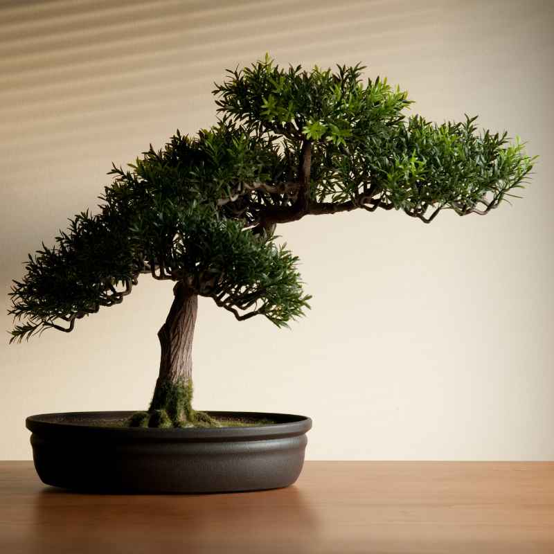 What Goes Into Planting a Bonsai for an Anniversary