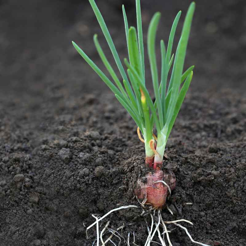 What Is Fine Gardening Magazine's Onion Planting Method?