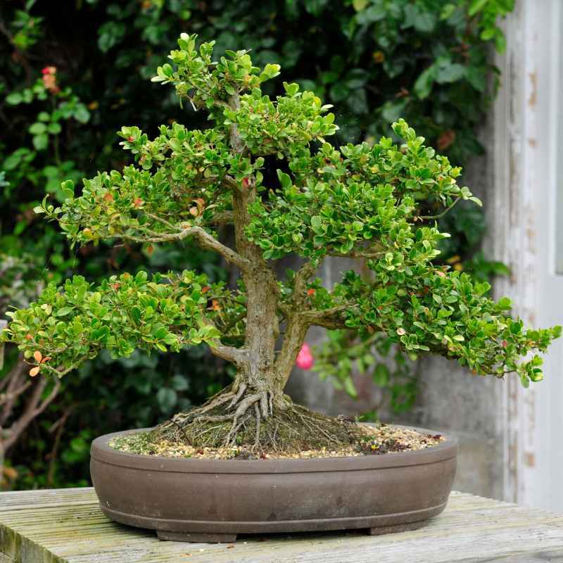 What Makes a Plant Easy for Bonsai?