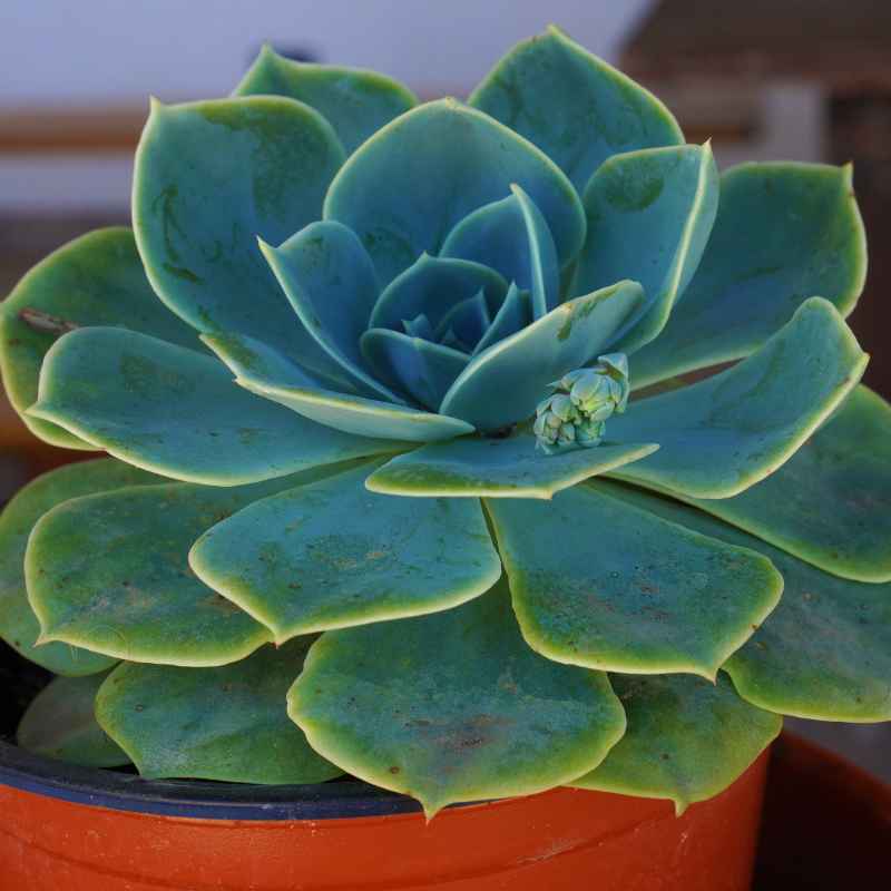 What Makes a Plant, a Plant?
