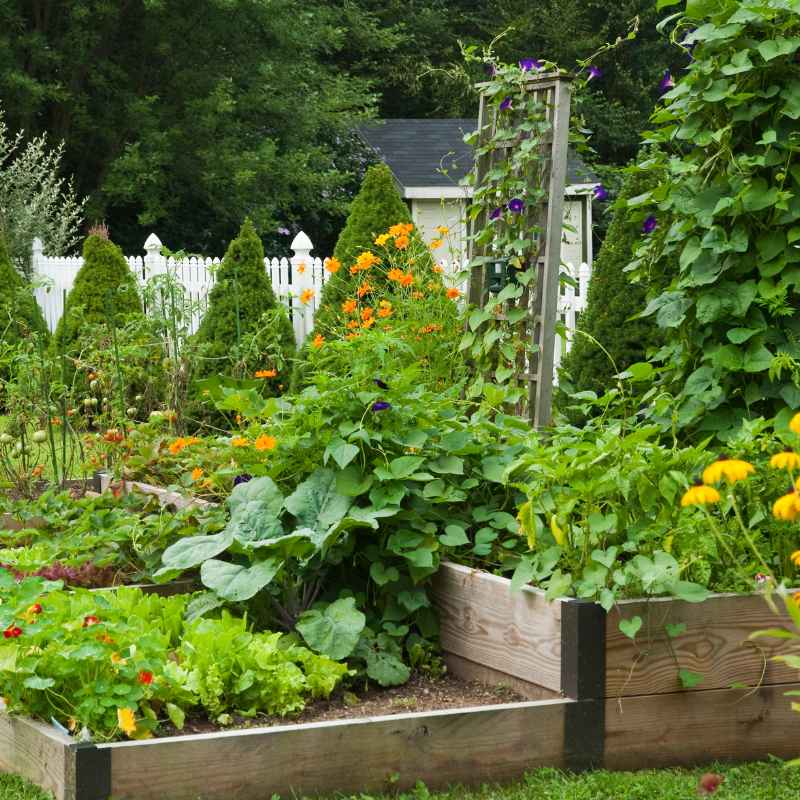 What Makes a Vegetable Great for Vertical Gardening?