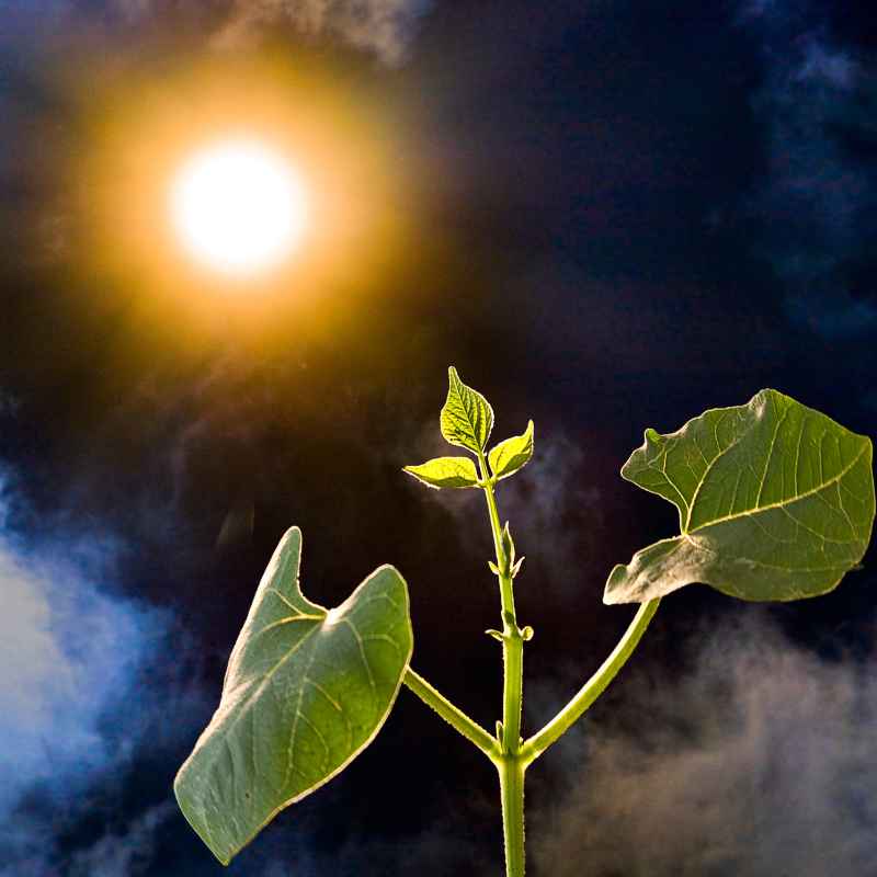 What Photosynthesis Means for Plants