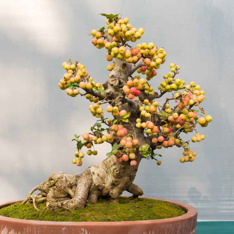 What is Bonsai Citrus?