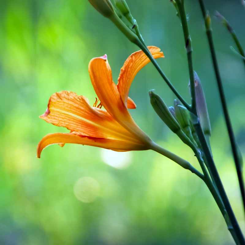 What is Hemerocallis Lily Seed Germination?