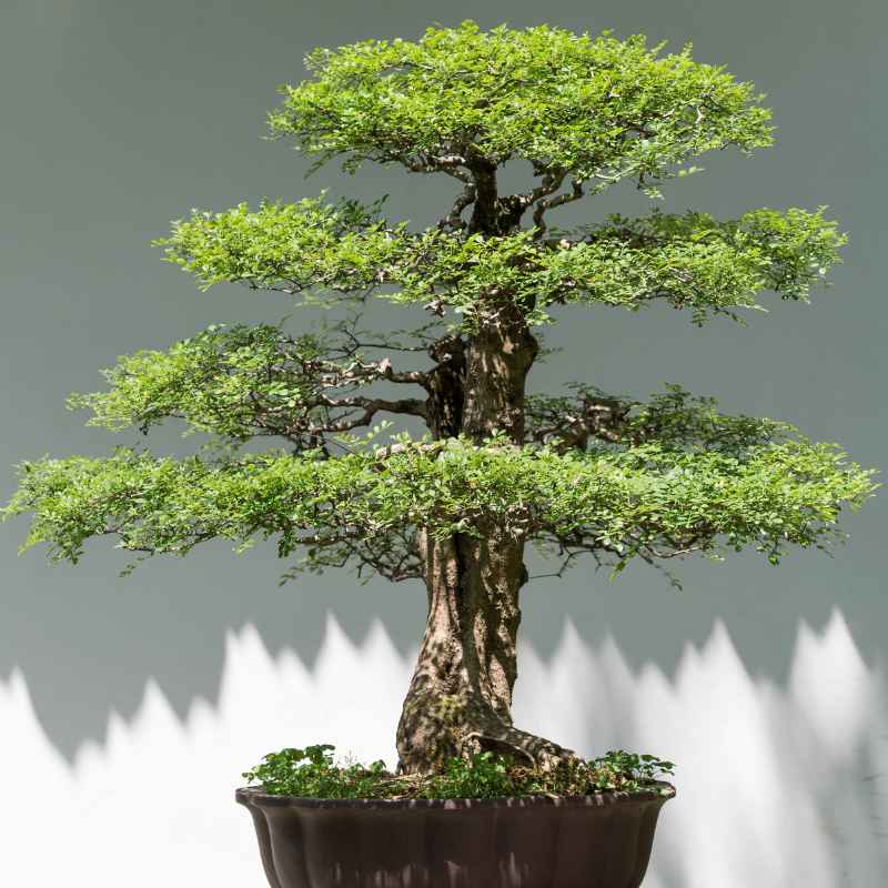 What is a Monkey Money Bonsai Tree?