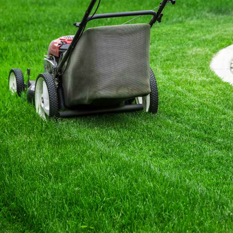 When is it Okay to Skip Grass Removal