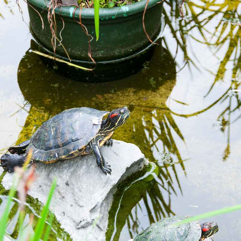 When to Contact Garden Staff