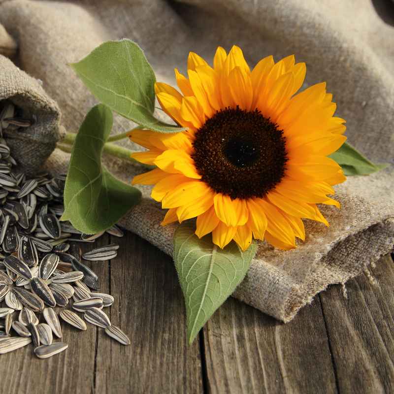 When to Harvest Sunflower Seeds for Saving