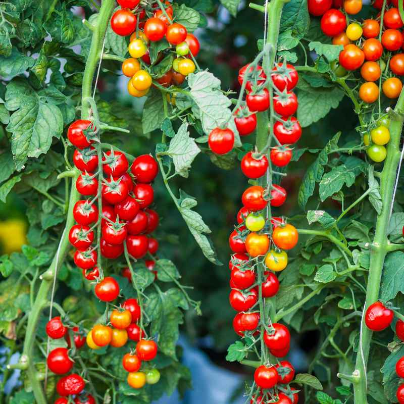 When to Worry About Tomato Seeds