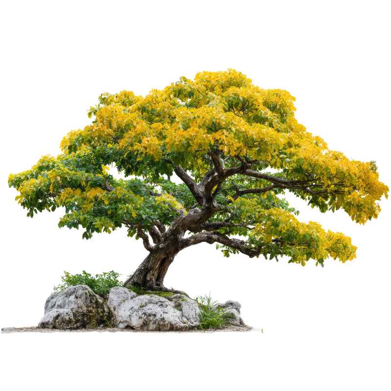 Understanding Why Gardenia Bonsai Leaves Turn Yellow