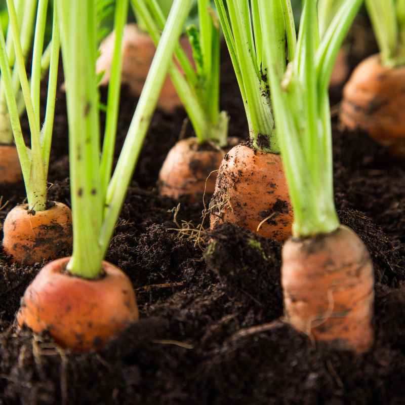 Why the Concern for Vegetable Gardens?