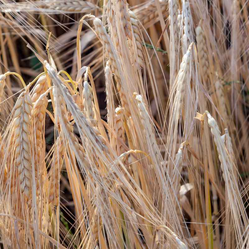 Better Alternatives to Soaking Corn Seeds