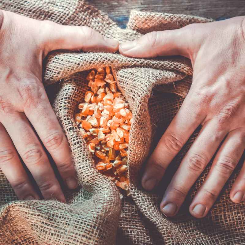 Budget-Friendly Options for Non-GMO Seeds