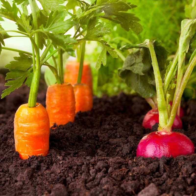 Carrots Love Tomatoes — The Companion Planting Classic